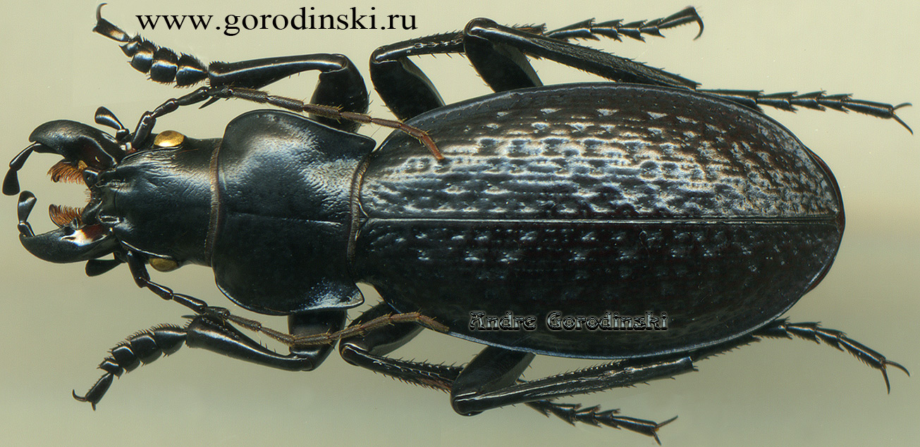 carabus/Pseudotribax ferghanicus.jpg